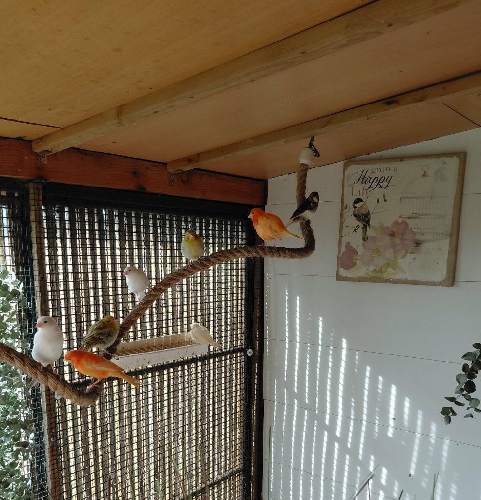 Kleurkanarie, Dieren en Toebehoren, Vogels | Kanaries, Meerdere dieren, Kleurkanarie