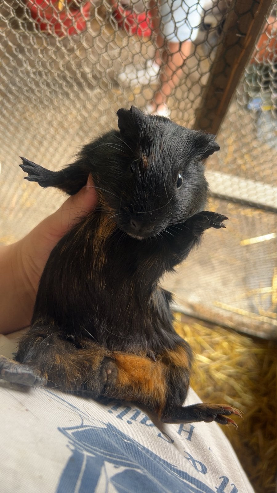 Cavia vrouwelijk, Dieren en Toebehoren, Januari, Vrouwelijk, Tam