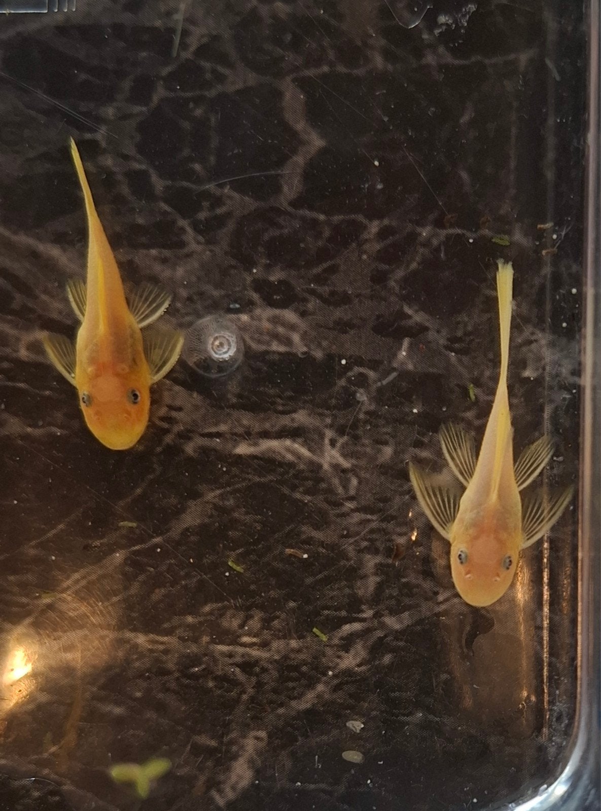 Blue Eye Lemons Longfin ancistrus (ook shortfins), Animaux & Accessoires, Poisson, Poisson d'eau douce