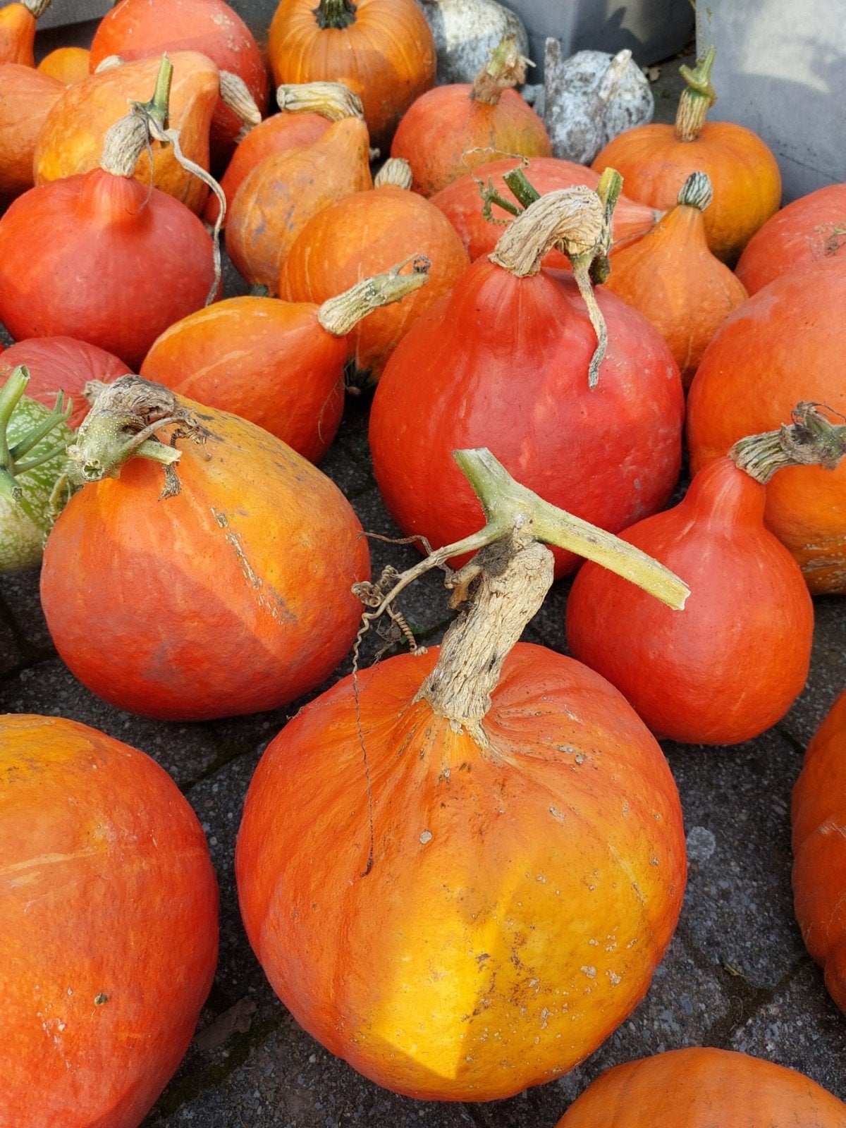 Pompoenen, butternuts en courgettes, Enlèvement