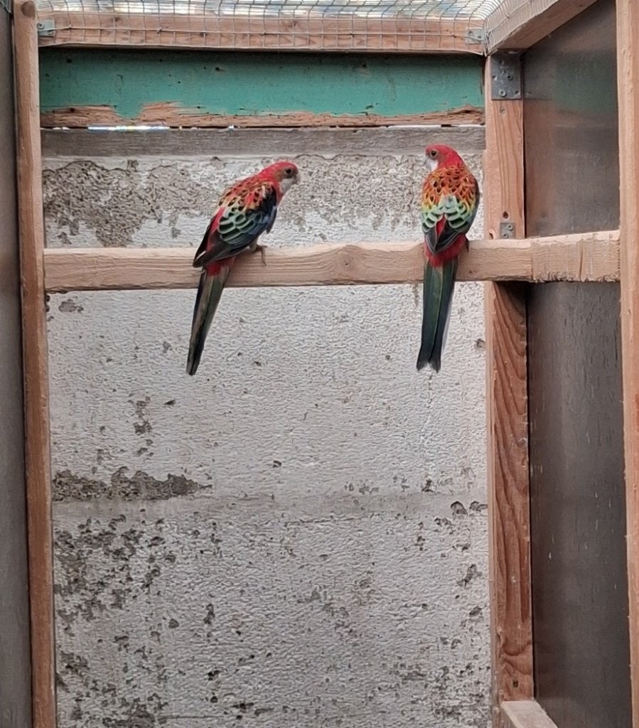 Rosella Opaline Poppen split Zwart 2024, Vrouwelijk, Parkiet, Geringd