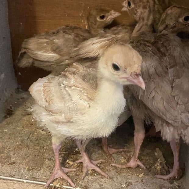 Rode Ardenner kuikens, Dieren en Toebehoren, Pluimvee, Meerdere dieren, Kalkoen