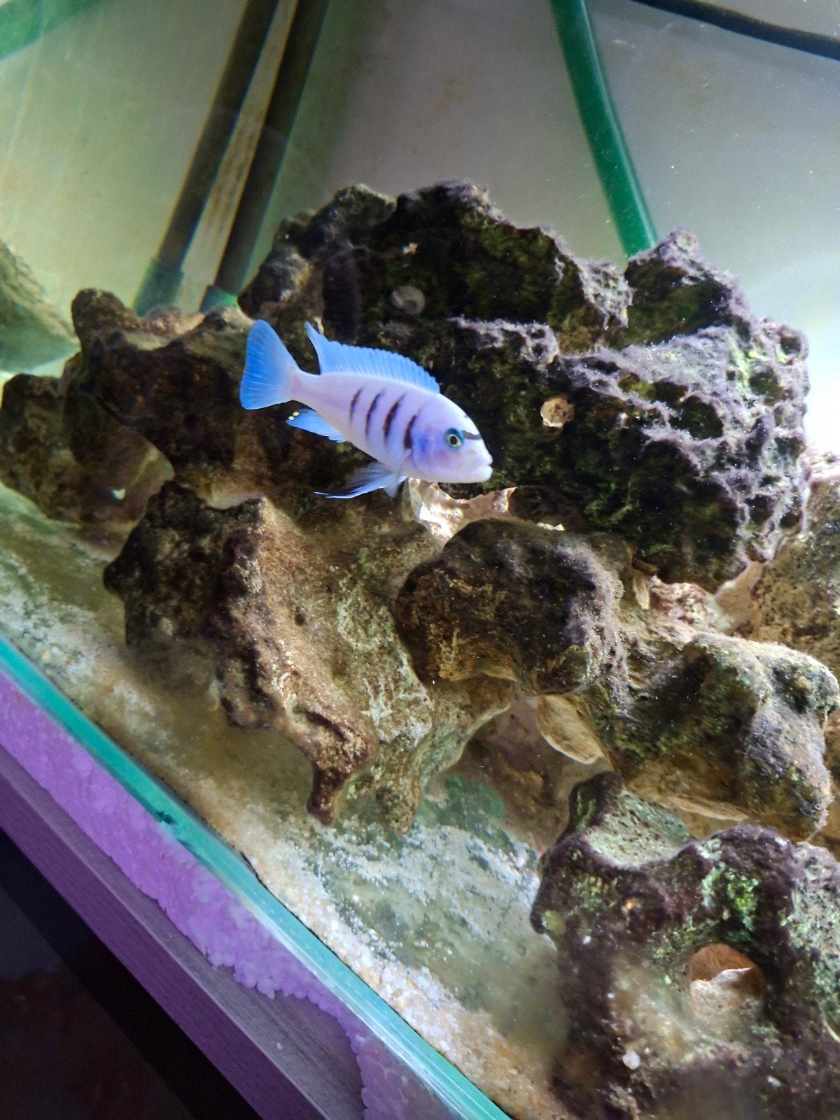 Cichlides malawi jeunes cynotilapia hara galliyera