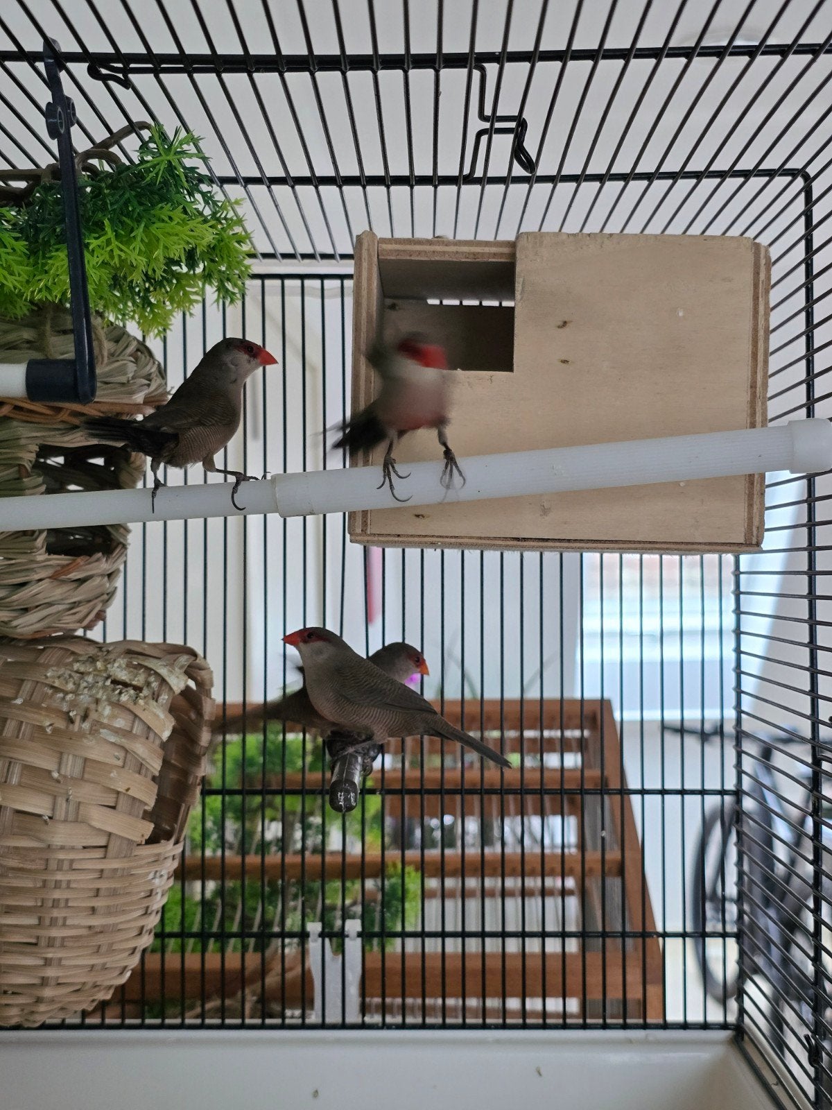 L'oiseau exotique