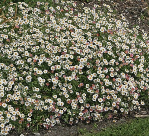 Erigeon karvinskianus of Muurfijnstraal, Enlèvement, Plante fixe, Plein soleil