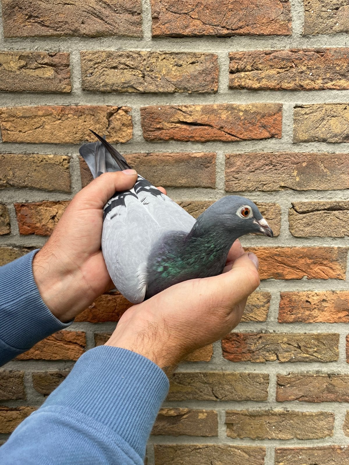 Marothon duivin 2025 blauw, Dieren en Toebehoren, Vrouwelijk, Postduif