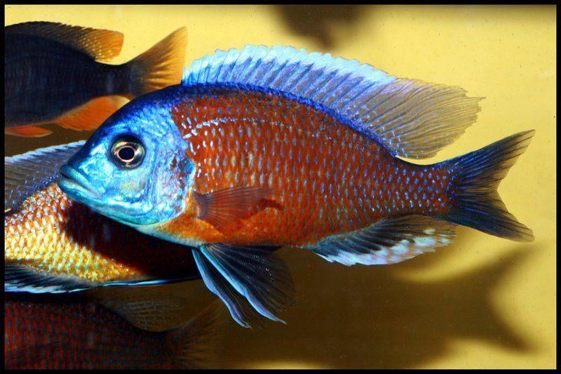 Malawi Cichliden, Poisson, Poisson d'eau douce
