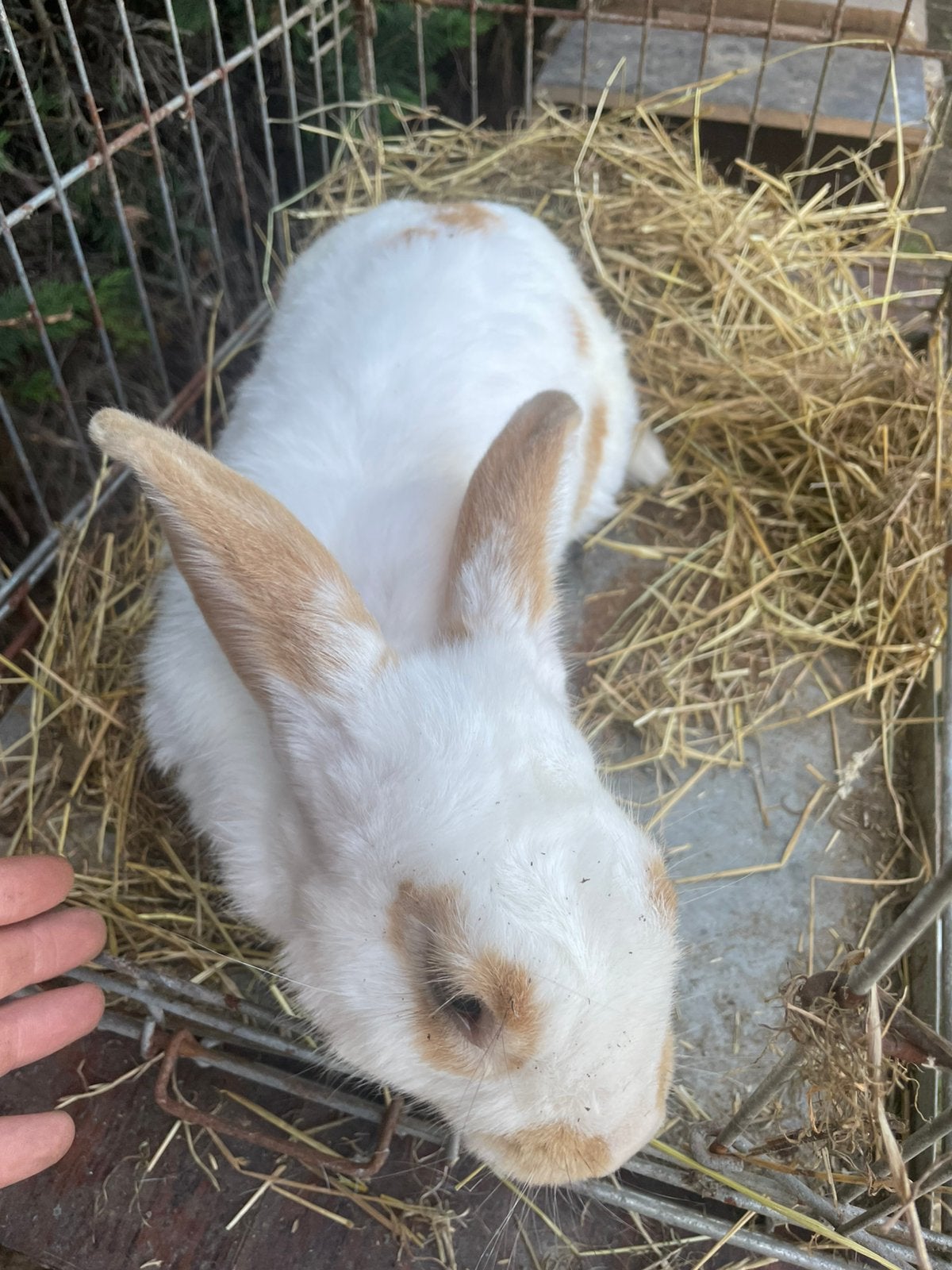 Vlinderkonijn ram te koop, Animaux & Accessoires, Lapins, Mâle, Grand, 0 à 2 ans