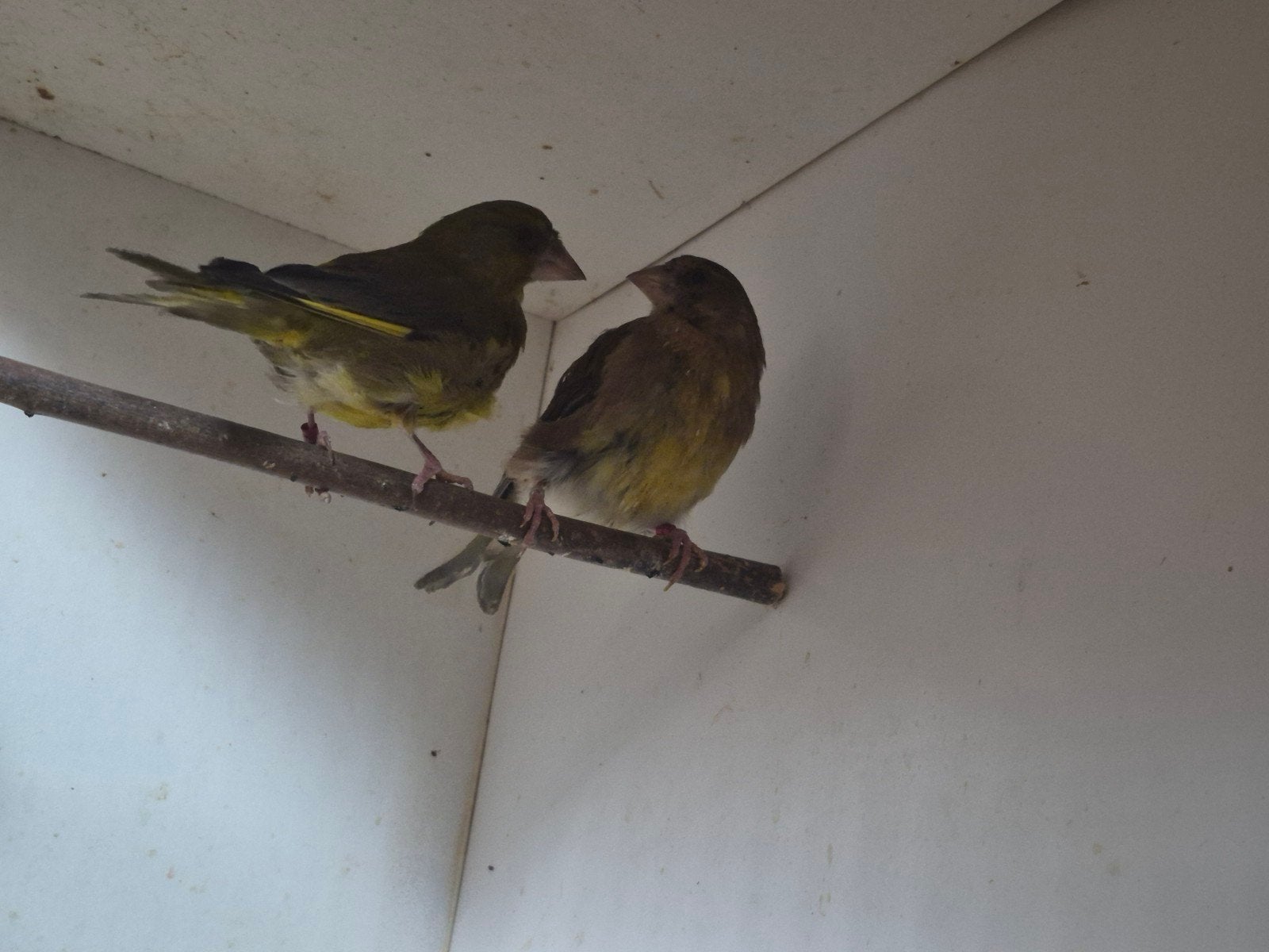 a vendre verdier, tarin des aulnes, pinsons des arbres, Femelle