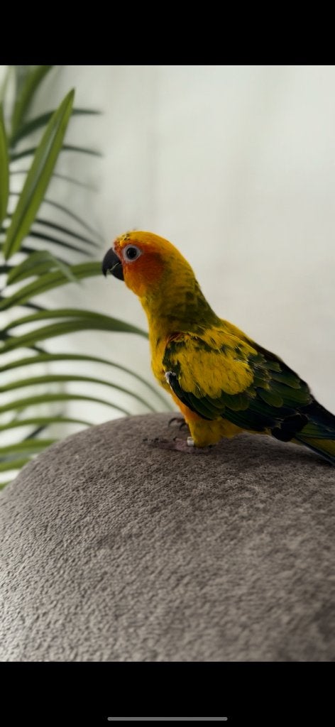 Zonparkiet te koop, Dieren en Toebehoren, Geslacht onbekend, Parkiet, Geringd
