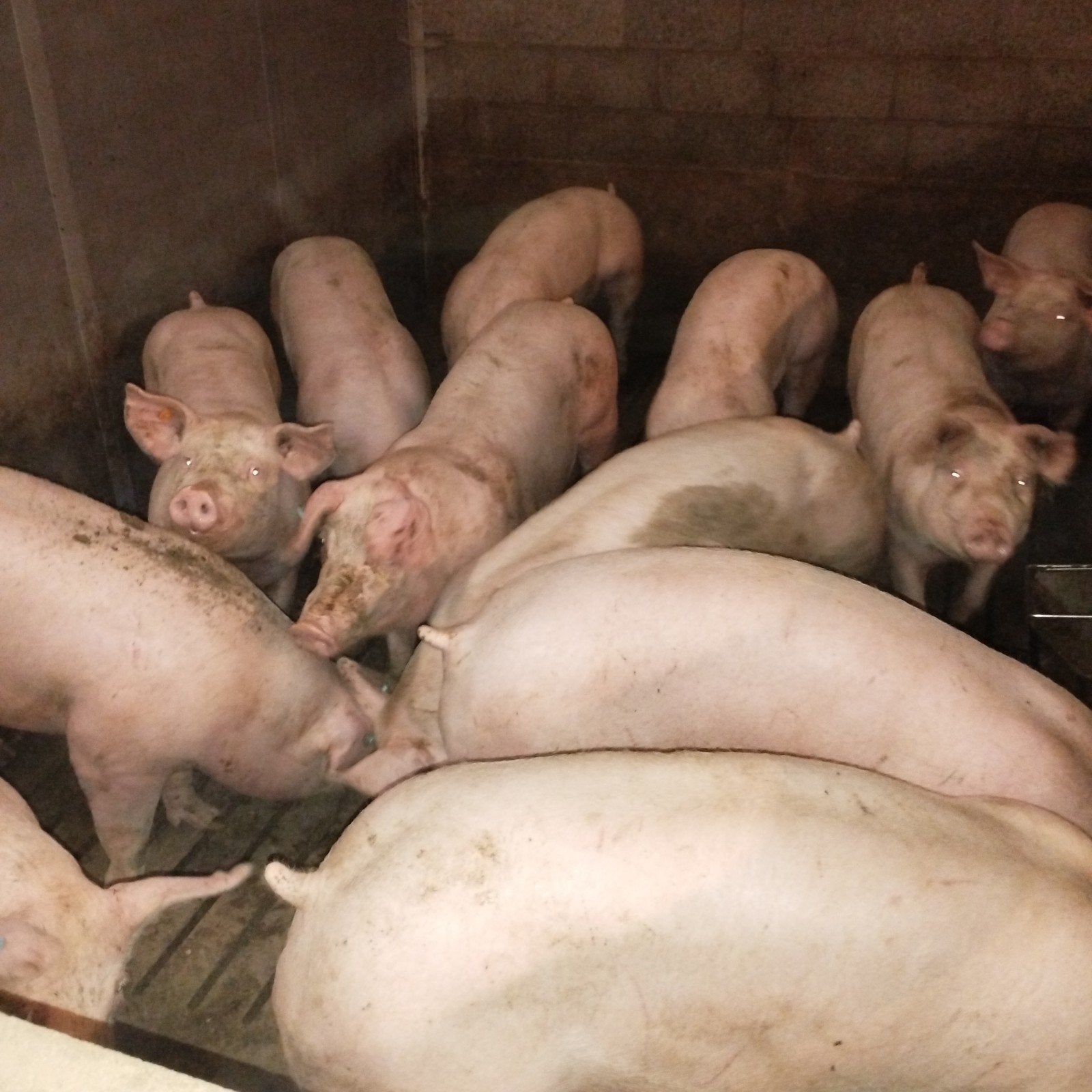 NER gevraagd, Zakelijke goederen, Landbouw | Veevoer, Ophalen