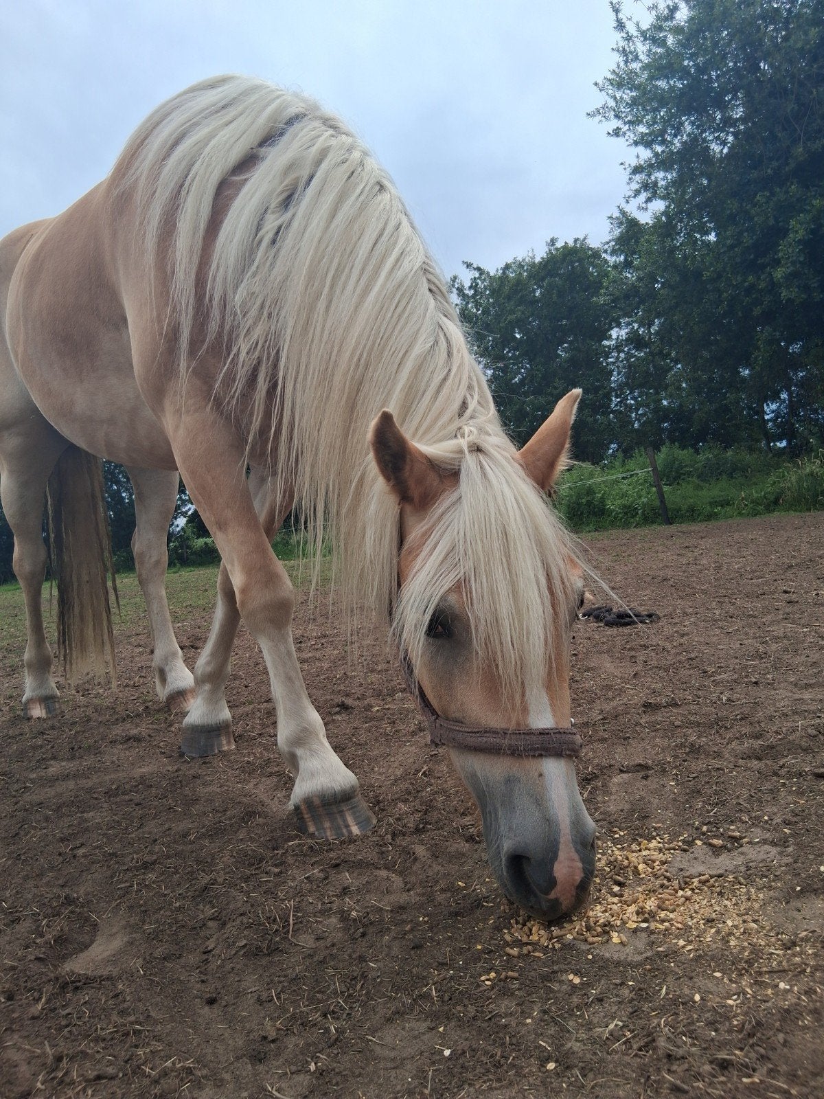 een koppel halflingers te koop, Dieren en Toebehoren, Paarden, Meerdere dieren, Niet van toepassing, Minder dan 160 cm, 3 tot 6 jaar