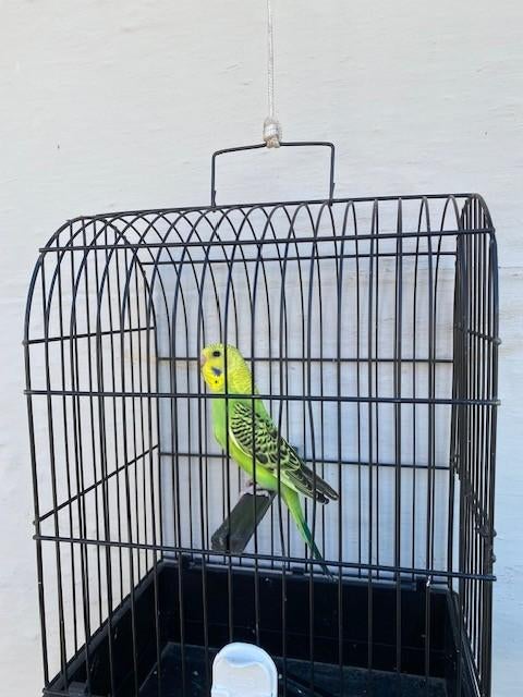 Licht groene opaline grasparkieten., Perruche, Bagué