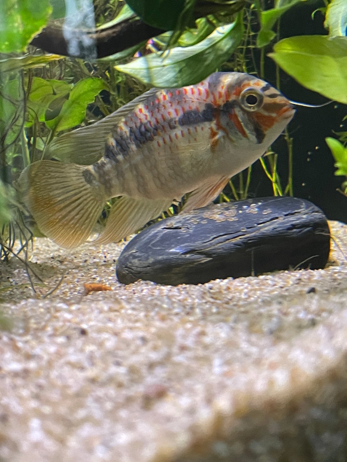 Koppel Cichlide Krobia Xinguensis, Vis