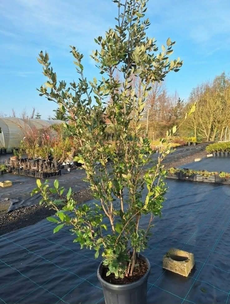 ‼️Quercus Ilex meerstammig aan promoprijzen ‼️, Ophalen, Taxus