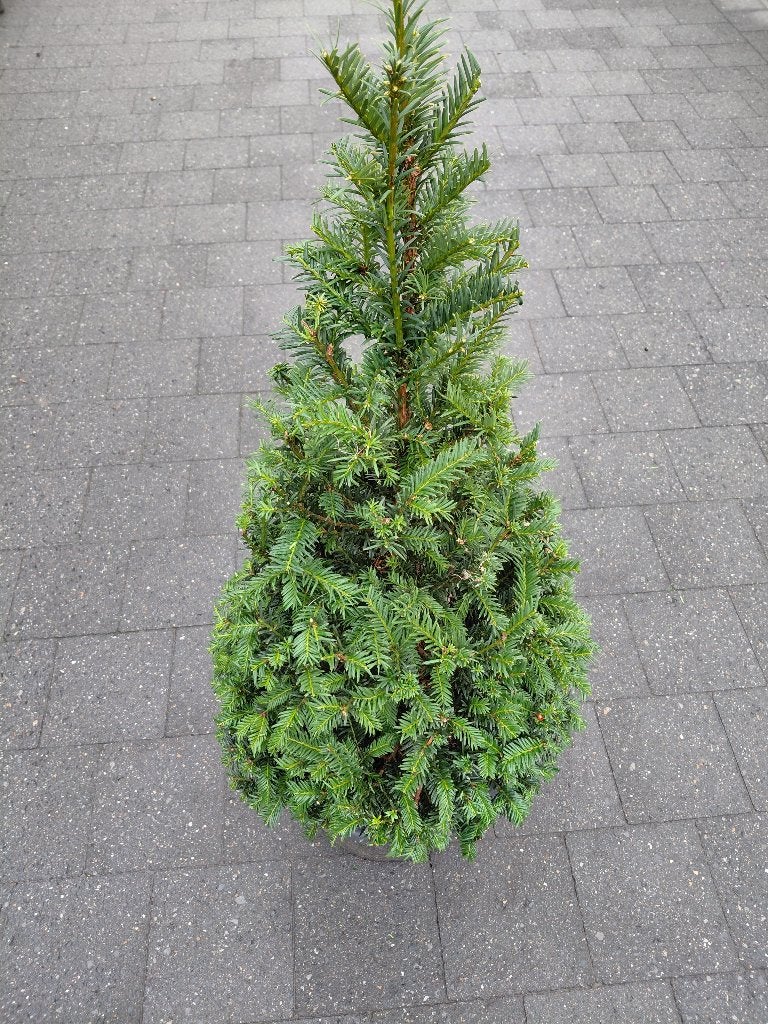 Taxus Baccata kegels, Ophalen, Taxus