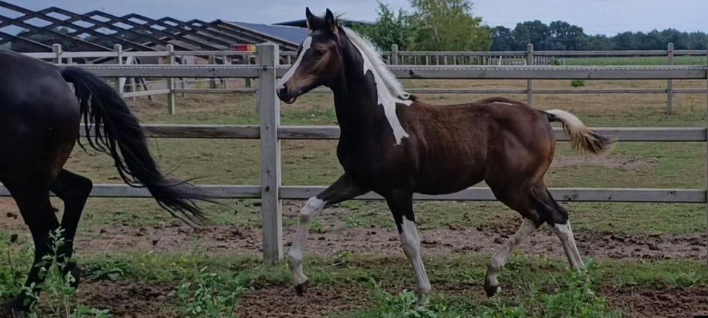 Lieve en mooie bonte hengst 1 jaar. Zuperhero x For Gribaldi, Dieren en Toebehoren, Paarden, Met stamboom, 0 tot 2 jaar, Hengst