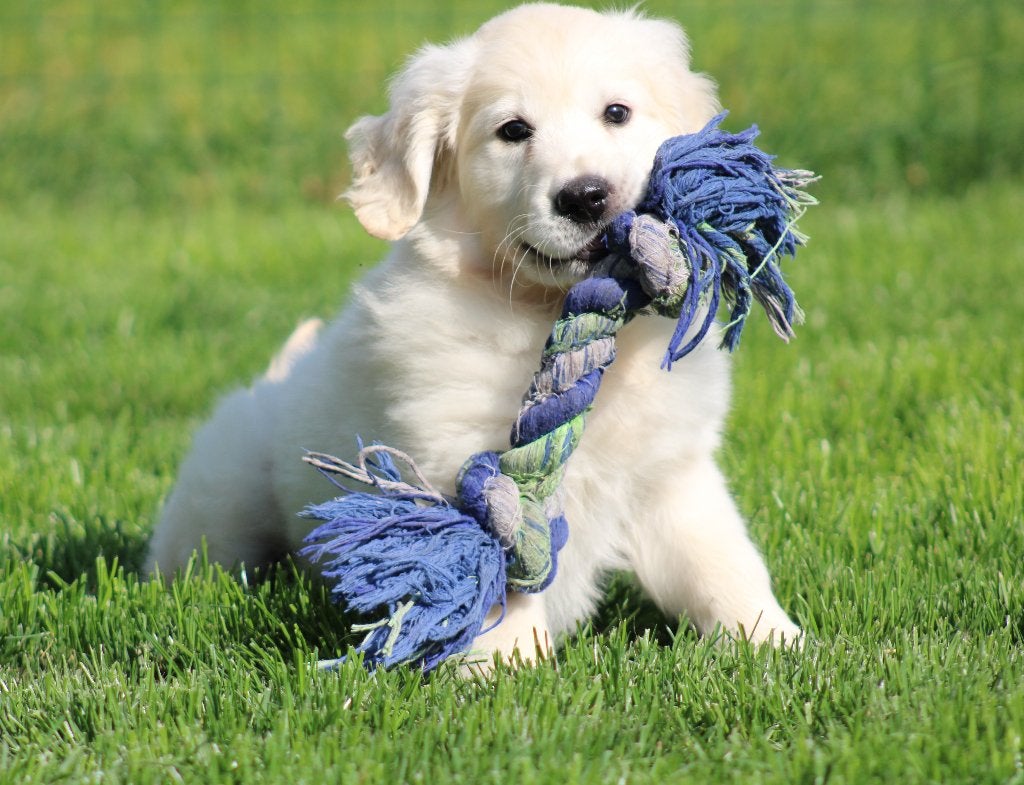 Golden Retriever pup, Dieren en Toebehoren, Golden retriever, België, Reu, CDV (hondenziekte)