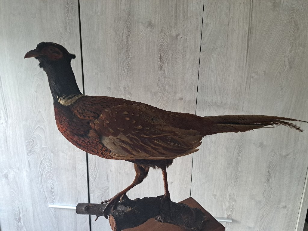 Taxidermie, Enlèvement, Comme neuf, Oiseaux, Animal empaillé