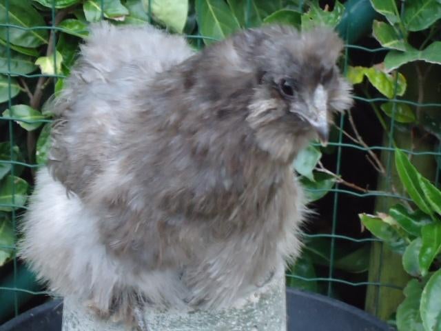 kippen : zijdehoenders, Dieren en Toebehoren, Pluimvee, Meerdere dieren, Kip