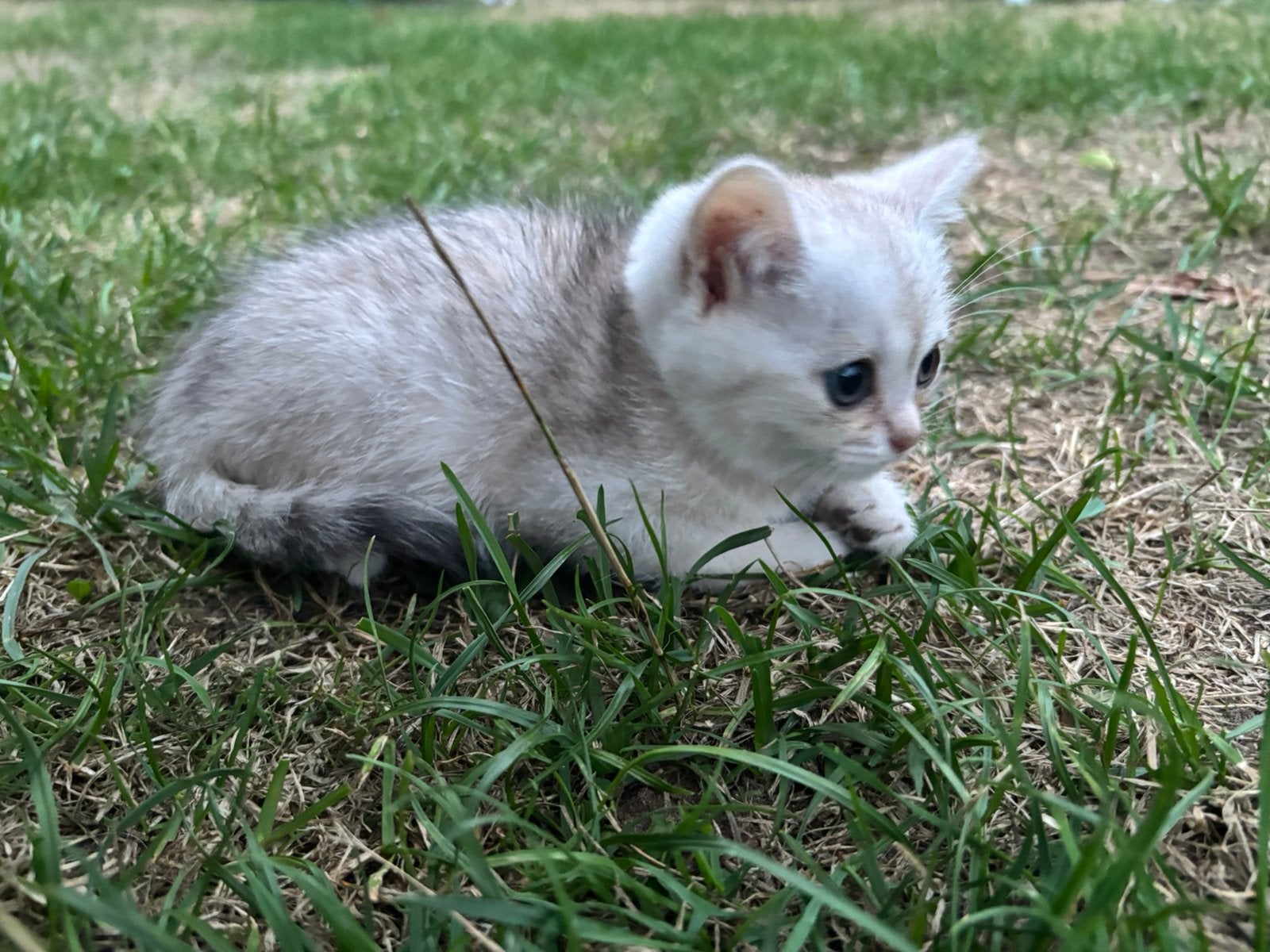Brits korthaar kitten, Chatte ou Chat, Avec puce électronique, 0 à 2 ans