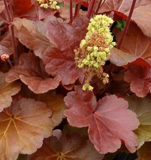 Hosta en Heuchera, Tuin en Terras, Ophalen, Vaste plant