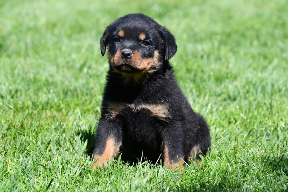 Rottweiler pups te koop, Dieren en Toebehoren, Parvo, België, 8 tot 15 weken, Teef