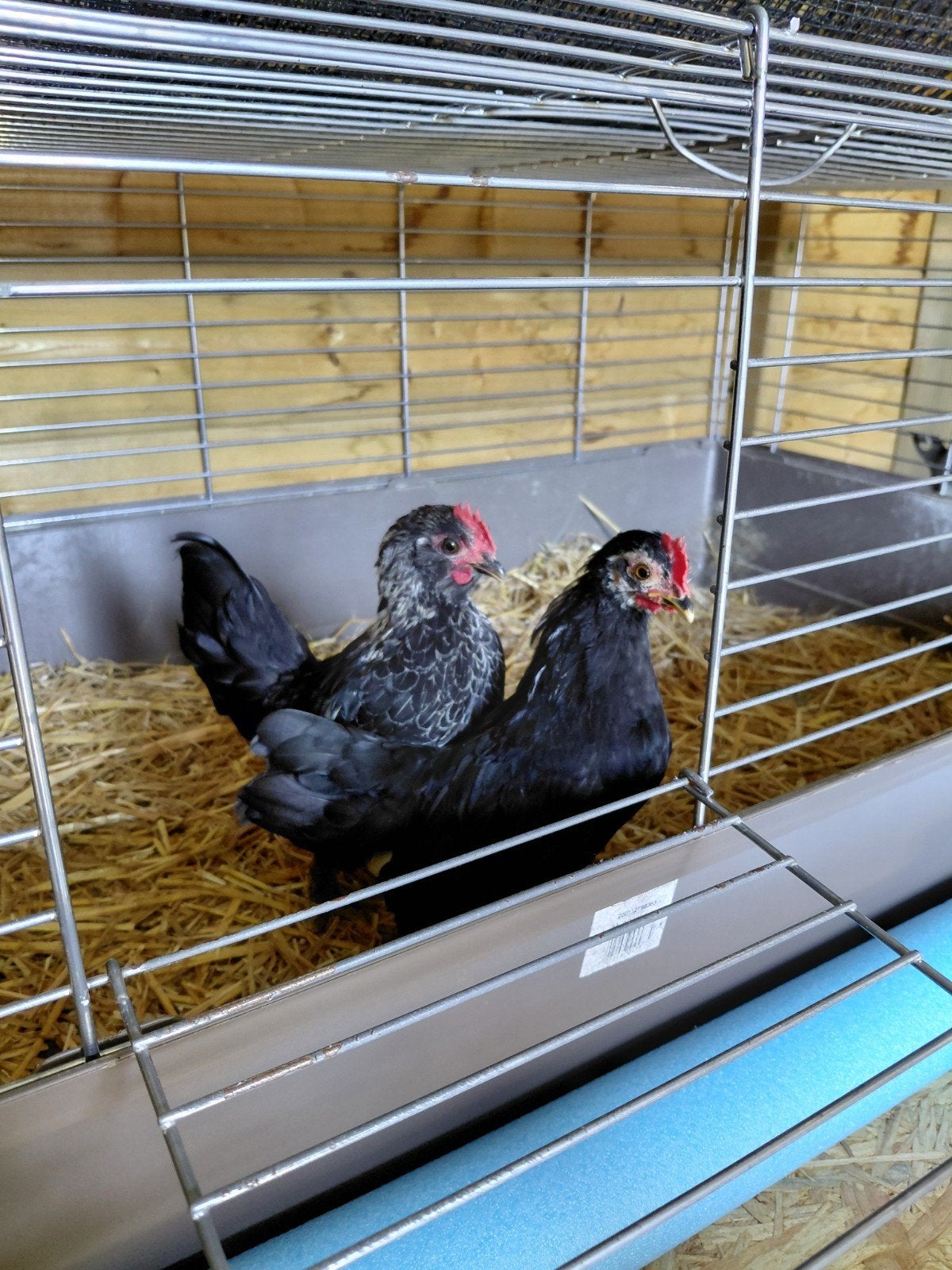 1 mini haan en 1 mini hen van 3 maand oud. Zeer tam en lief.