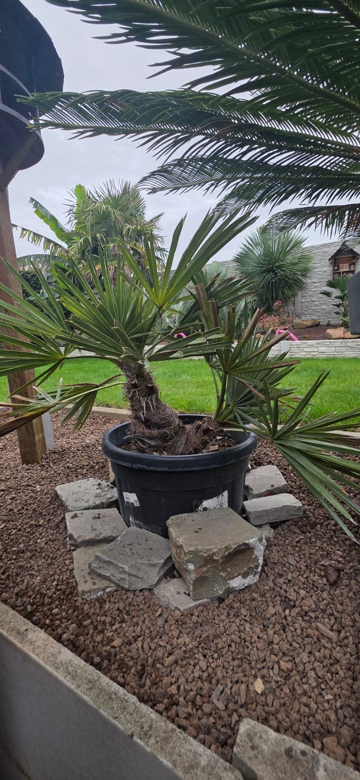 trithrinax campestris, Tuin en Terras, Minder dan 100 cm, Zomer, Palmboom, Ophalen
