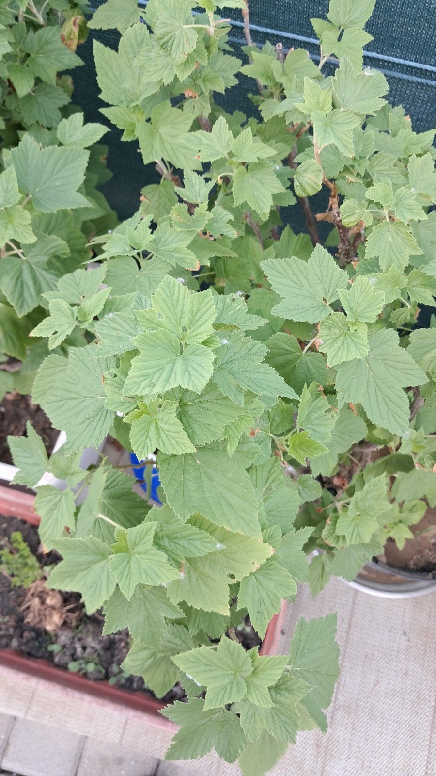 Zwarte bessen struiken 'Ribes', Ophalen, Overige soorten, Struik, Minder dan 100 cm