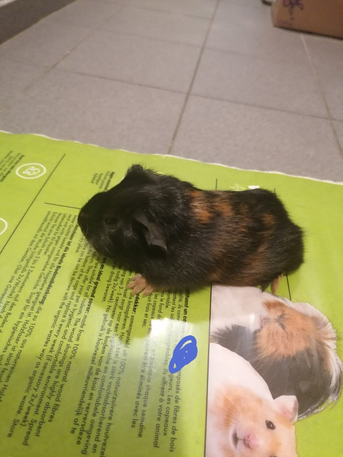 cavia's, September, Meerdere dieren, Cavia