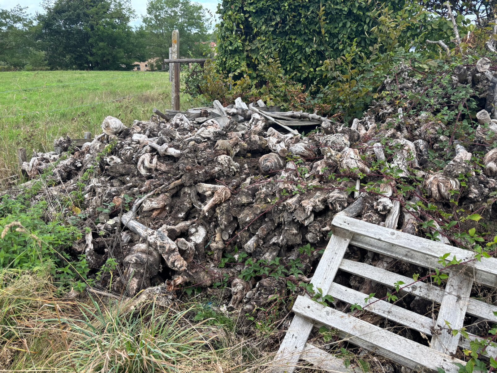 Gratis fruit hout, Enlèvement, Troncs d'arbres