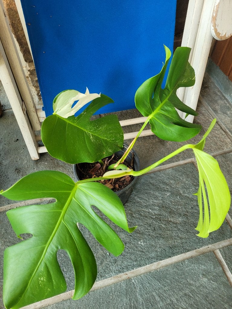 Monstera variegated albo plante, Maison & Meubles, Plantes d'intérieur, Plante potagère, En pot, Moins de 100 cm, Enlèvement