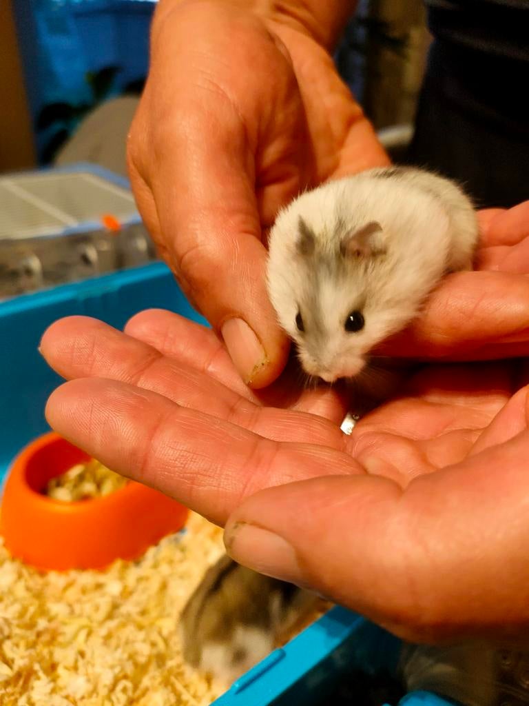 Russische Dwerghamsters, Dieren en Toebehoren, Hamster, April, Meerdere dieren, Tam