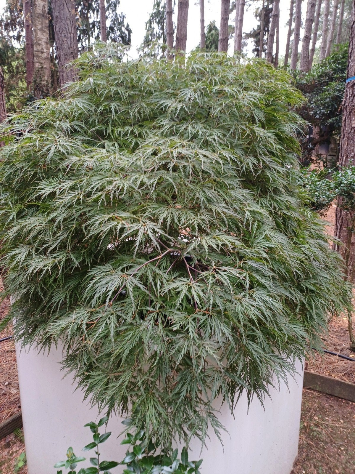 japanse esdoorn rood, Tuin en Terras, Planten | Bomen, Ophalen