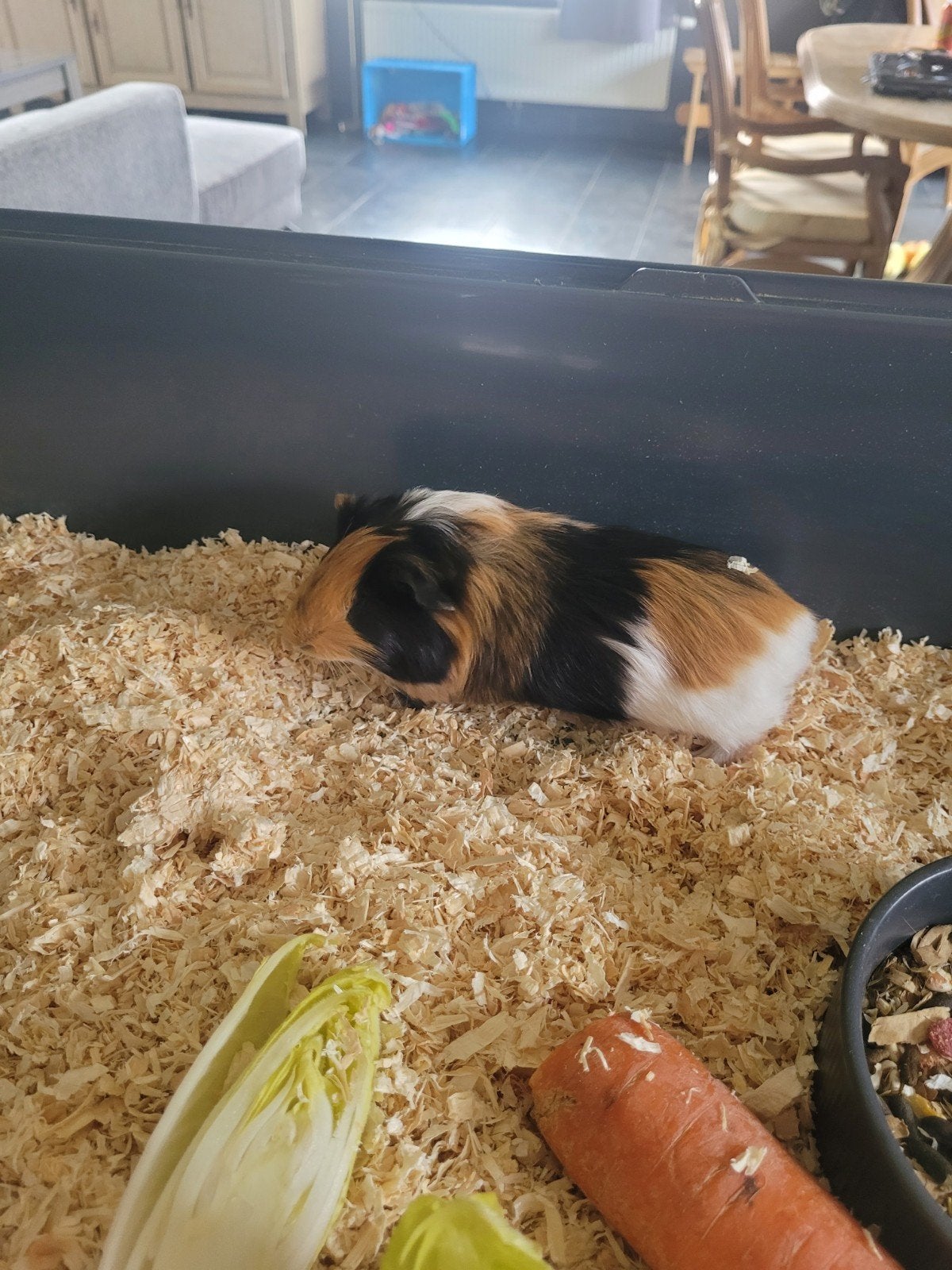 Baby cavia, Mei, Mannelijk, Cavia