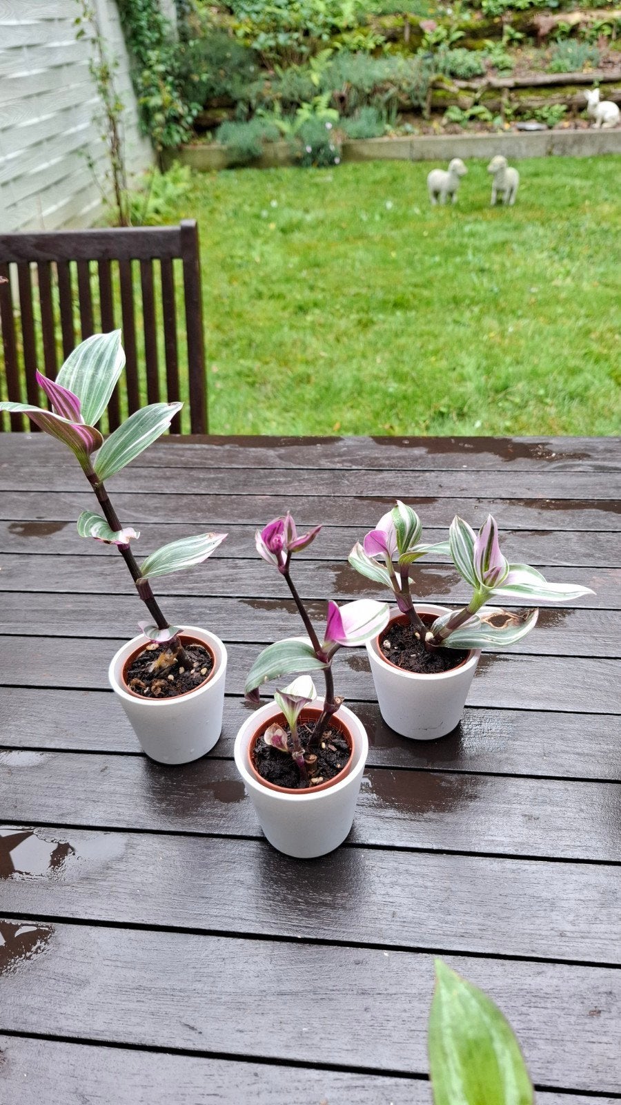 Tradescantia nanouk, Misère, Tuin en Terras, Ophalen