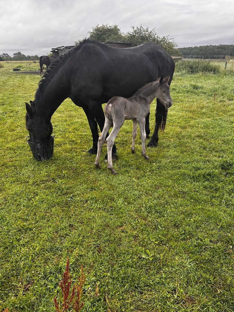 Jument frison + pouliche silver, Jument