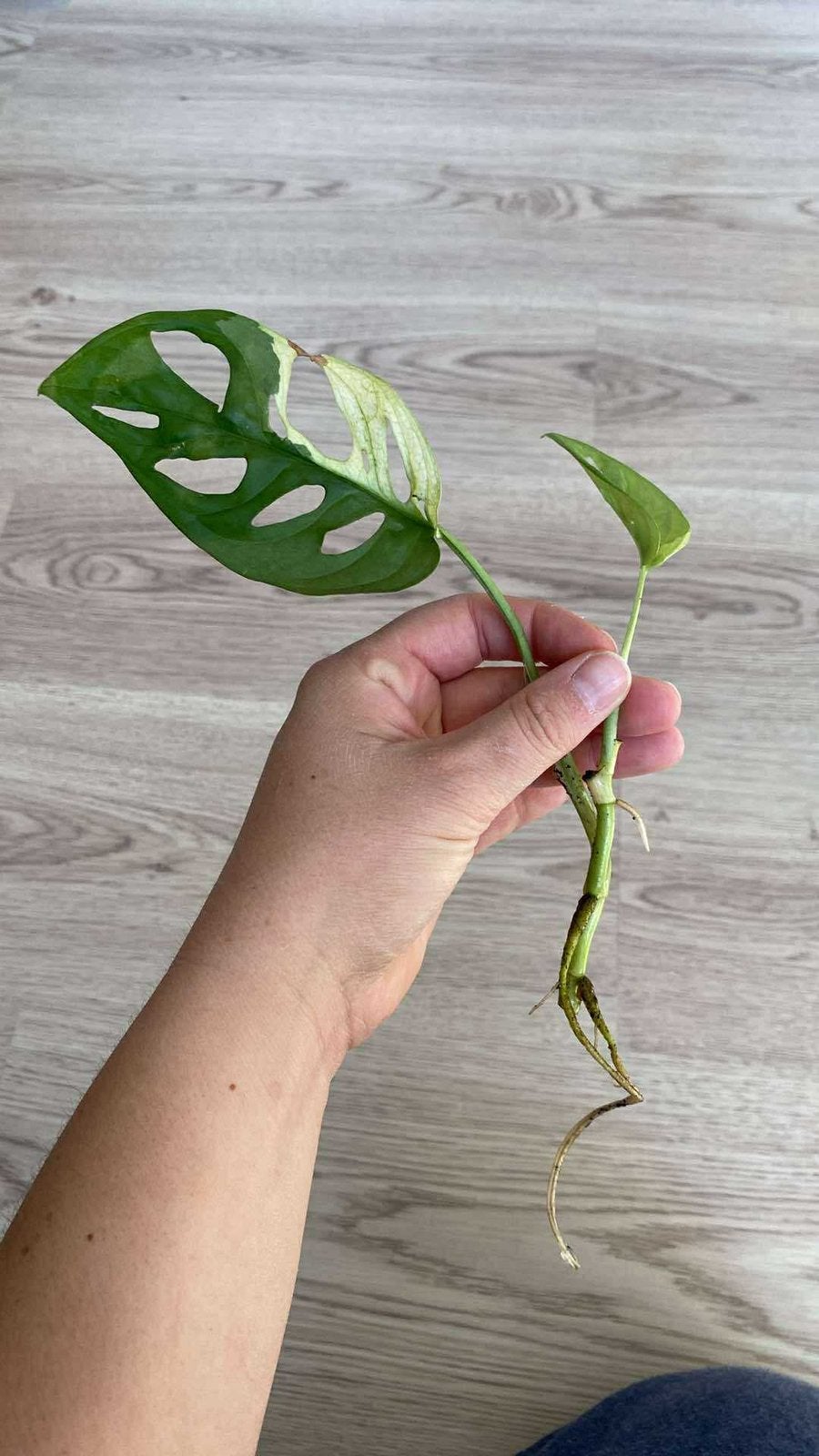 Monstera adansonii aurea variegata, Huis en Inrichting, Kamerplanten, Ophalen of Verzenden