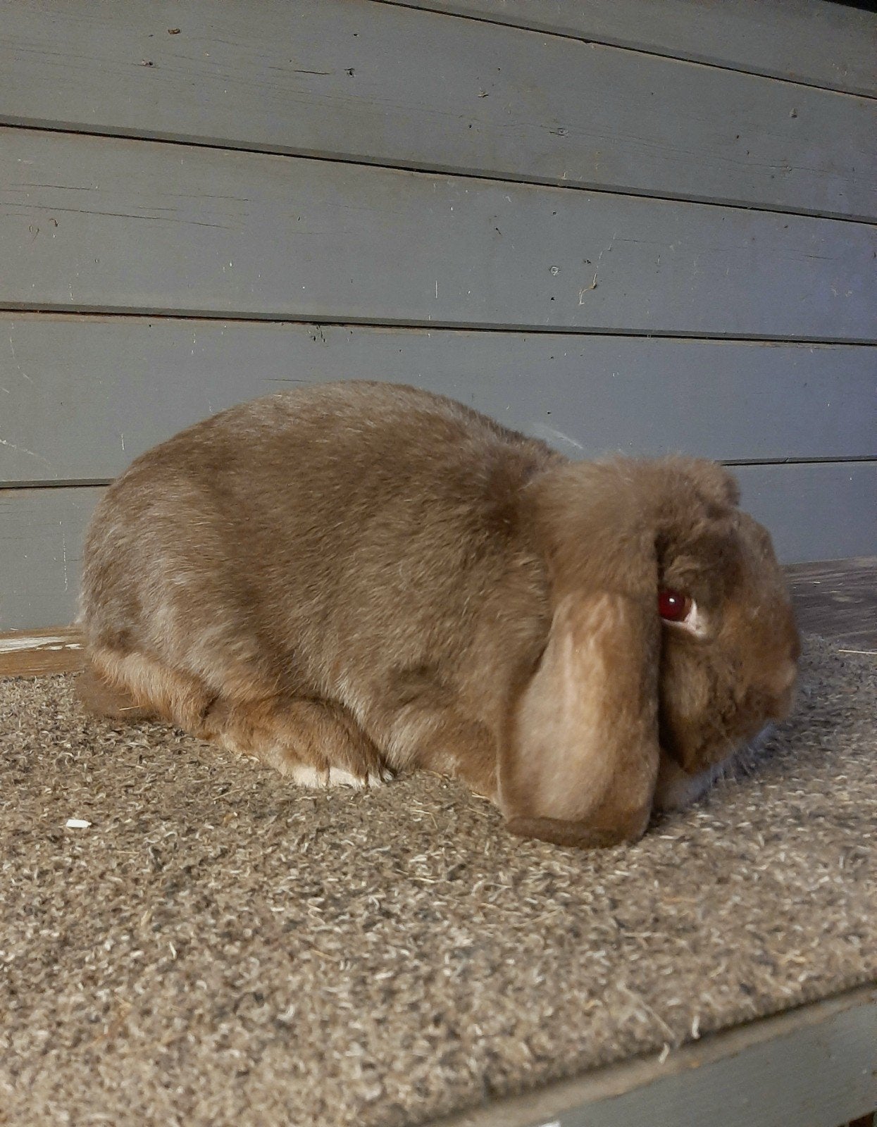 Duitse hangoor chocoladebruin voedster, Dieren en Toebehoren, Konijnen