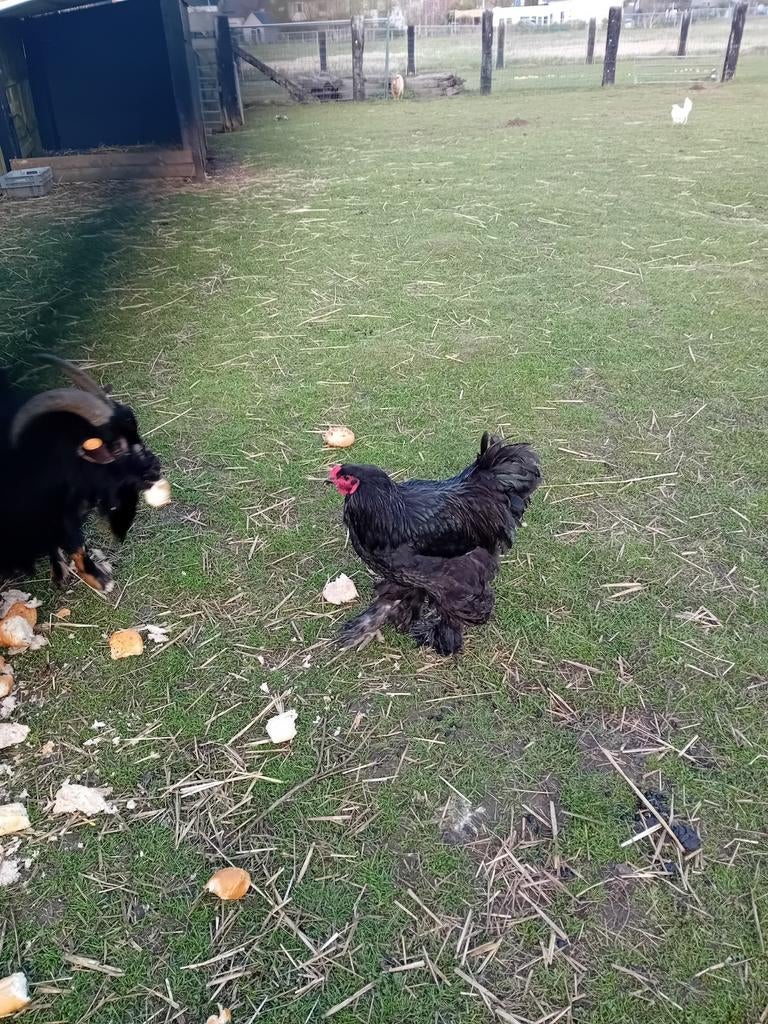 Brahma hanen, Dieren en Toebehoren, Pluimvee