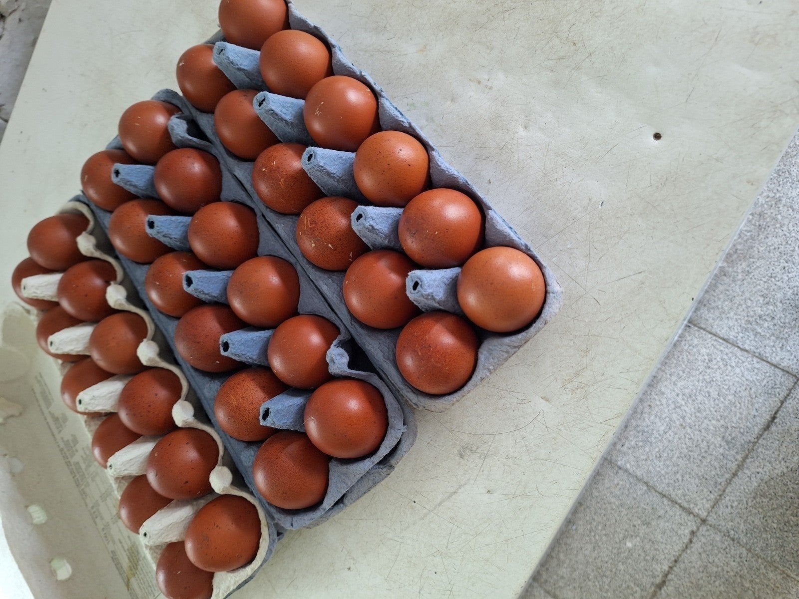 Broedeieren van marans zwart koperhals