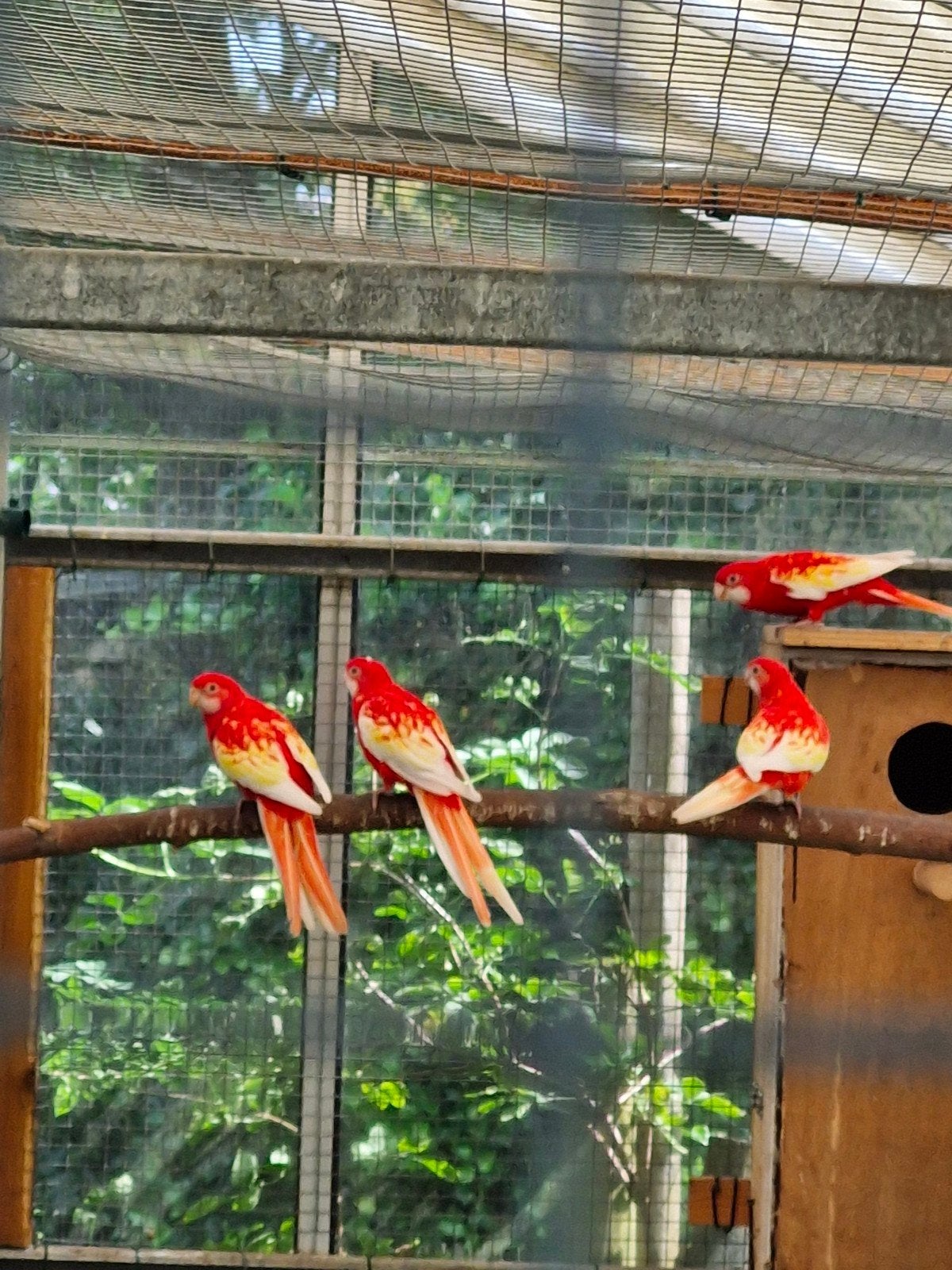 rubino rosellas, Dieren en Toebehoren, Meerdere dieren, Parkiet, Geringd
