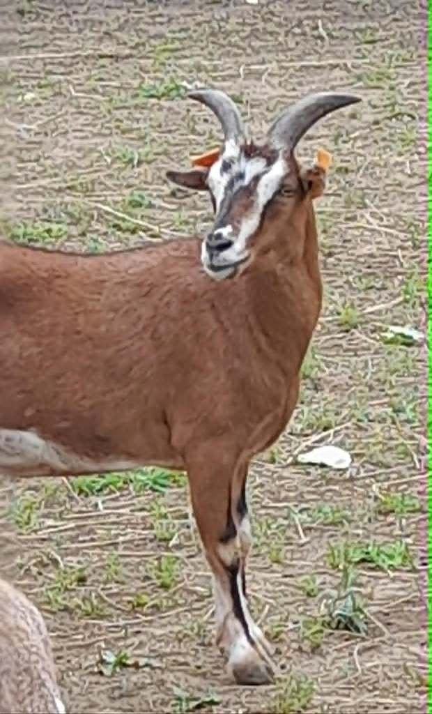 "Prachtige gecastreerd bokje", Dieren en Toebehoren, Mannelijk, Geit, 0 tot 2 jaar