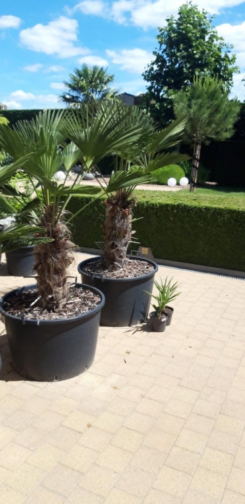 ZEER MOOIE PALMBOMEN ZEER WINTER HARD, Tuin en Terras, Planten | Tuinplanten, Ophalen, Winter, Vaste plant