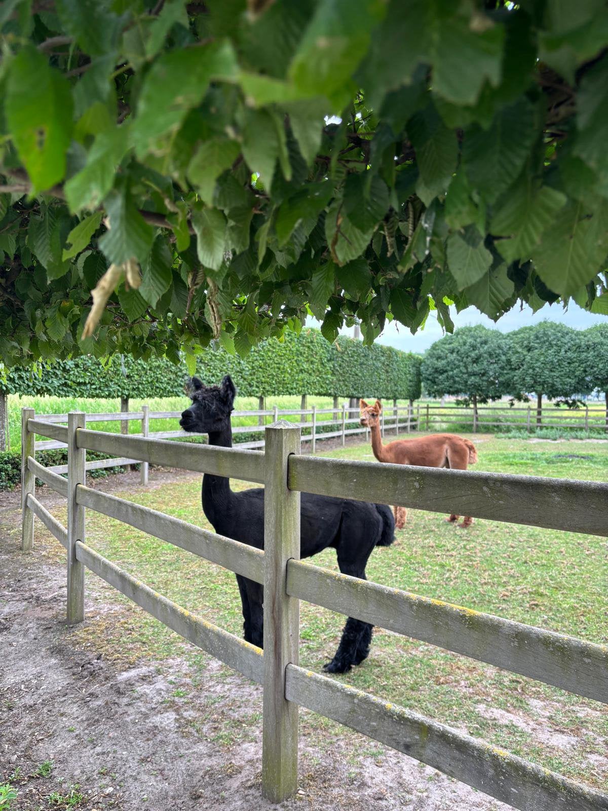 Alpaca mannetje zwart, Dieren en Toebehoren