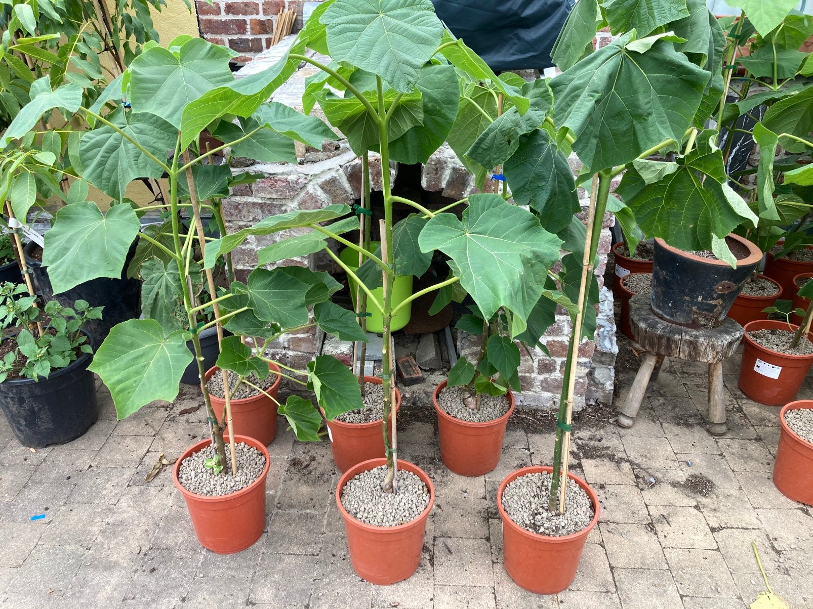 Paulownia bomen, Tuin en Terras, Planten | Bomen, Ophalen