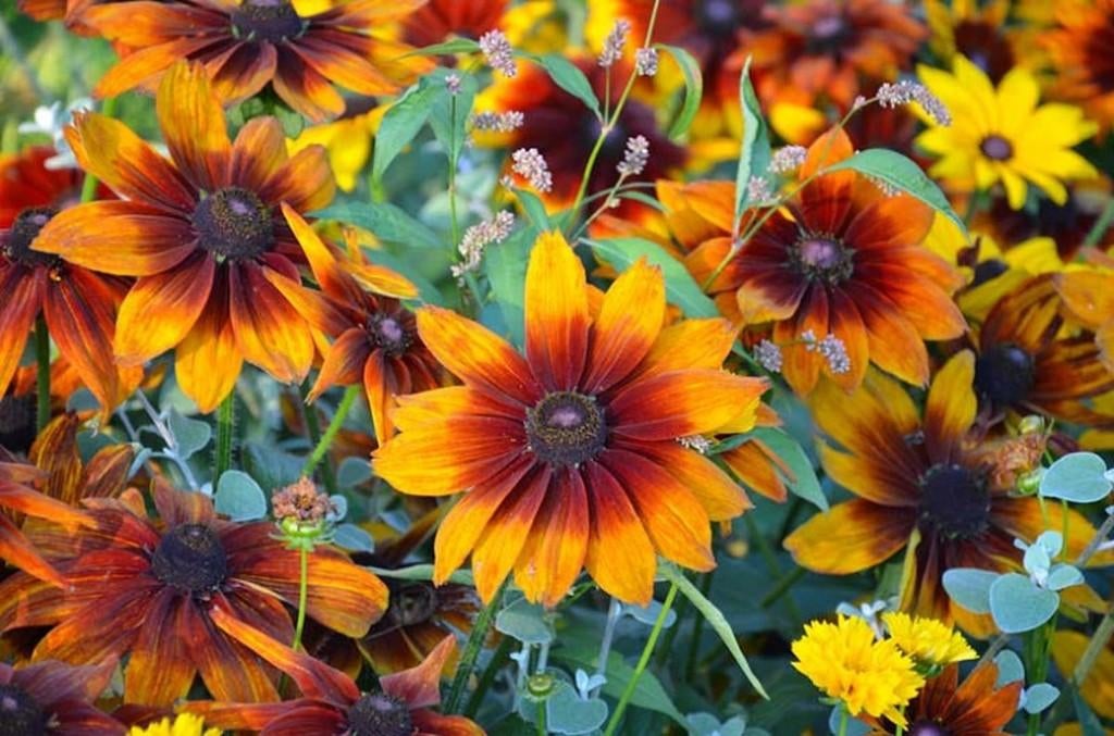 Rudbeckia hirta 'Autumn Forest', Jardin & Terrasse, Plantes | Jardin, Annuelle, Autres espèces, Plein soleil, Été, Enlèvement