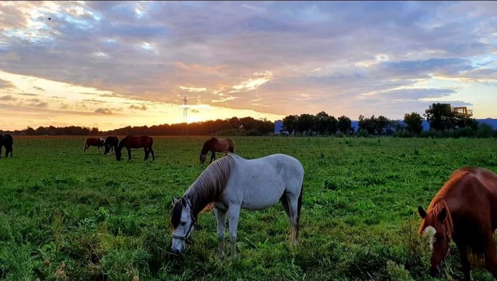 Paddock paradise in Weert (NL) heeft plekjes vrij