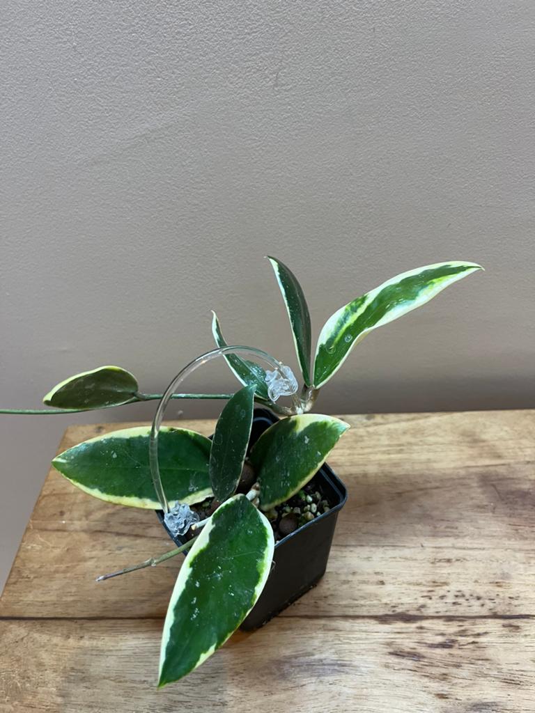 Hoya, Envoi